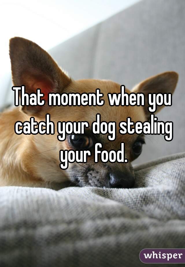That moment when you catch your dog stealing your food.