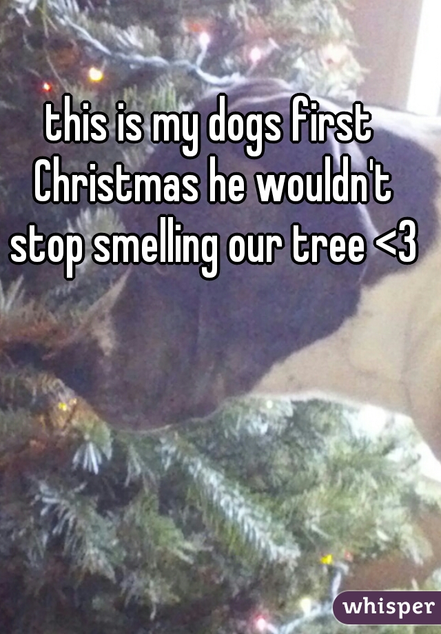 this is my dogs first Christmas he wouldn't stop smelling our tree <3