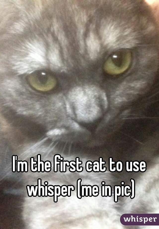 I'm the first cat to use whisper (me in pic)