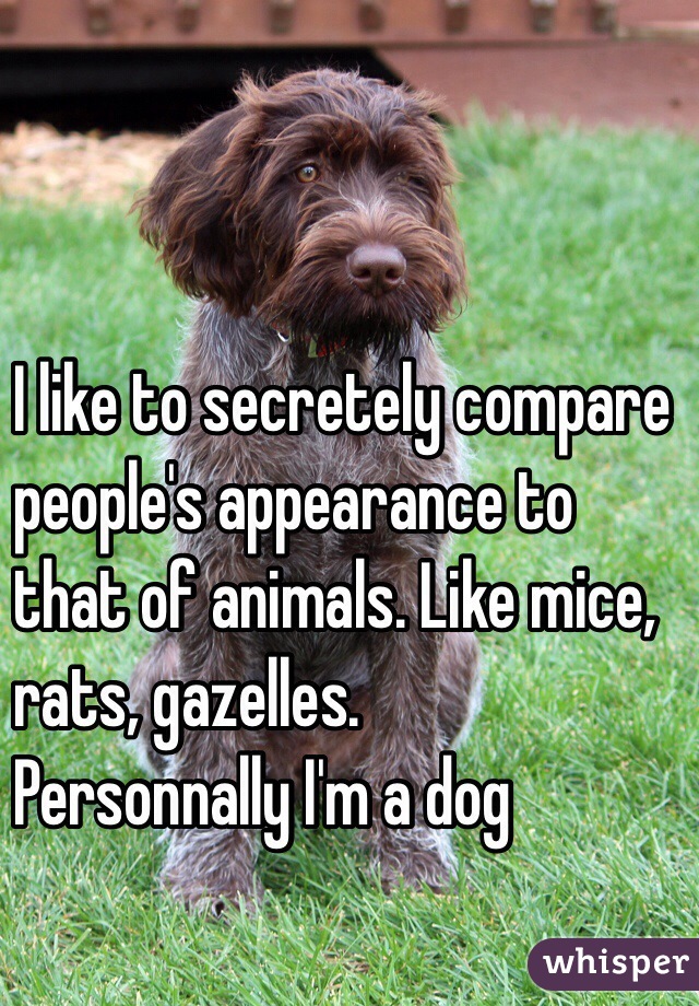 I like to secretely compare 
people's appearance to 
that of animals. Like mice,
rats, gazelles.
Personnally I'm a dog
