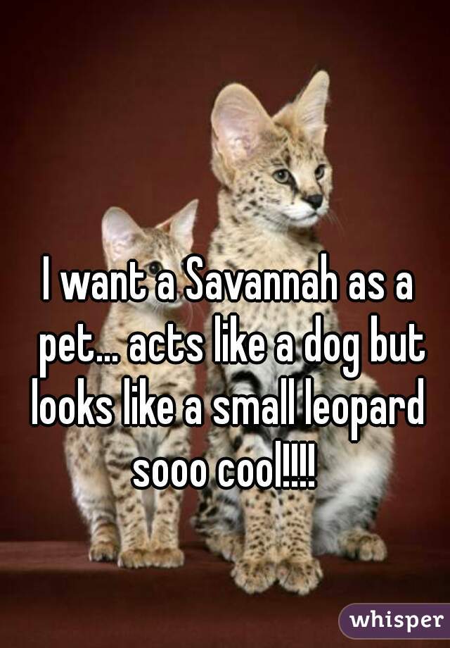 I want a Savannah as a pet… acts like a dog but looks like a small leopard 
sooo cool!!!! 