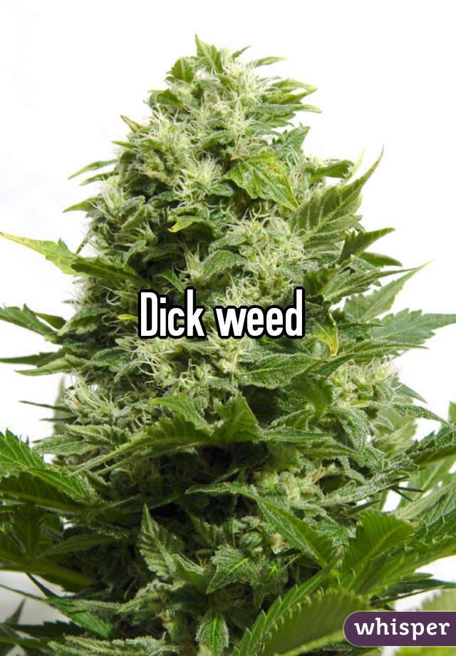 Dick weed 