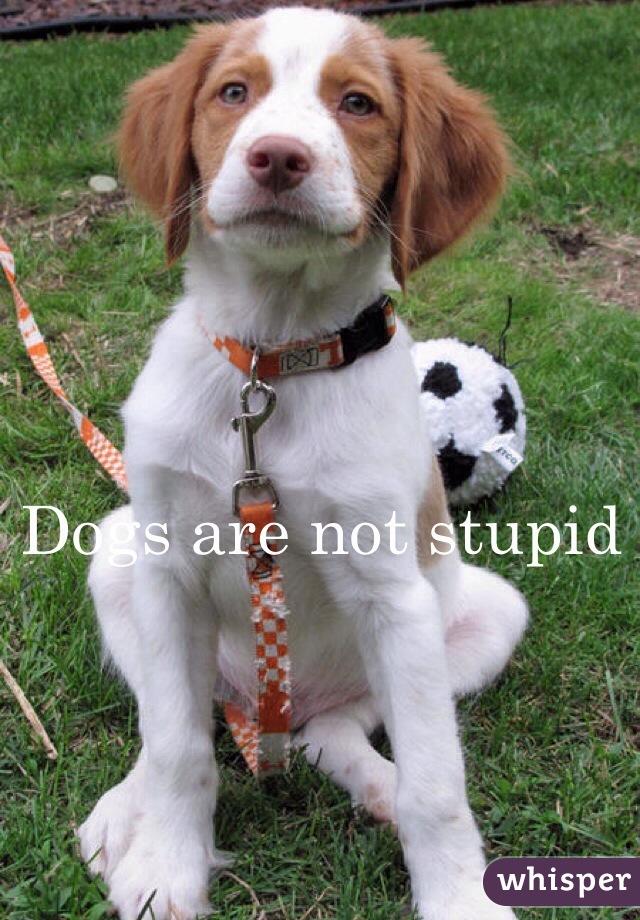 Dogs are not stupid