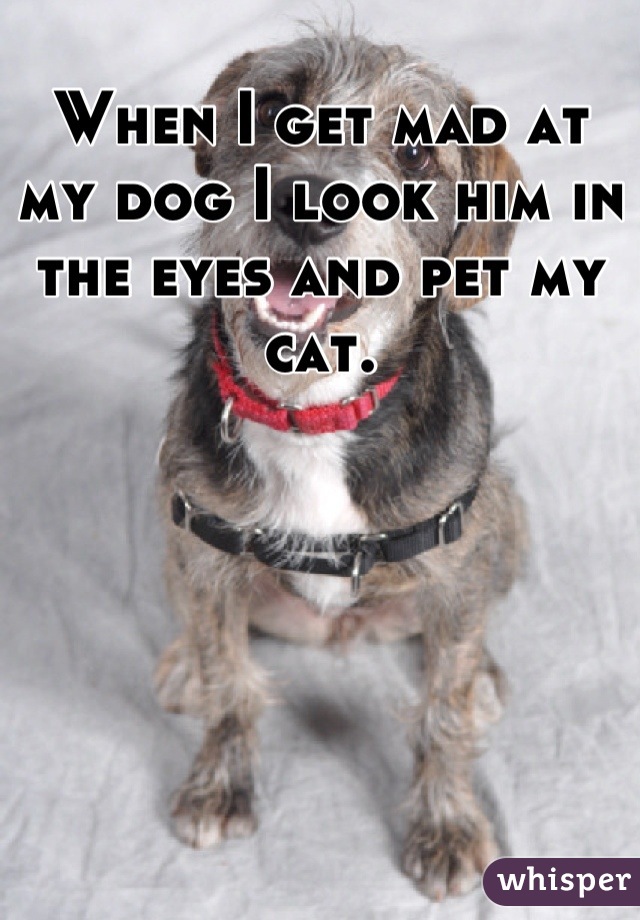When I get mad at my dog I look him in the eyes and pet my cat.