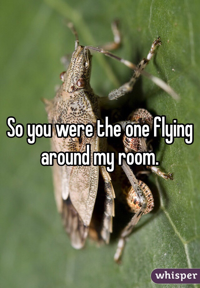 So you were the one flying around my room. 