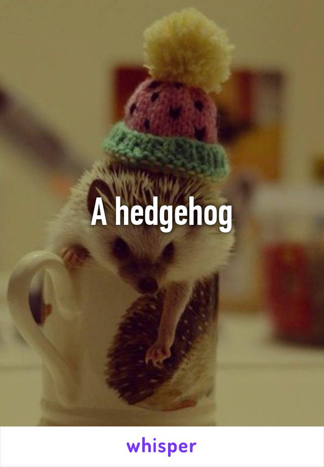 A hedgehog
