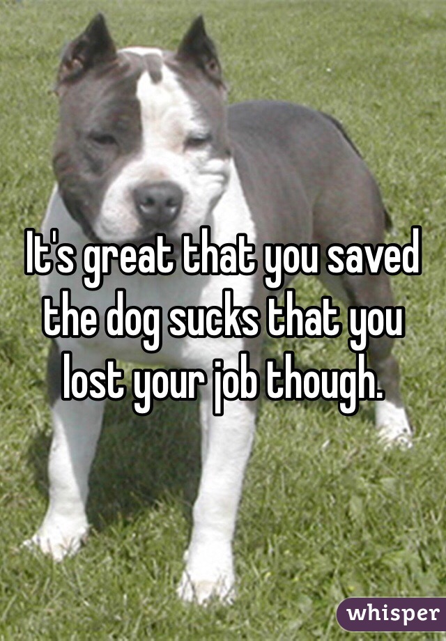 It's great that you saved the dog sucks that you lost your job though. 

