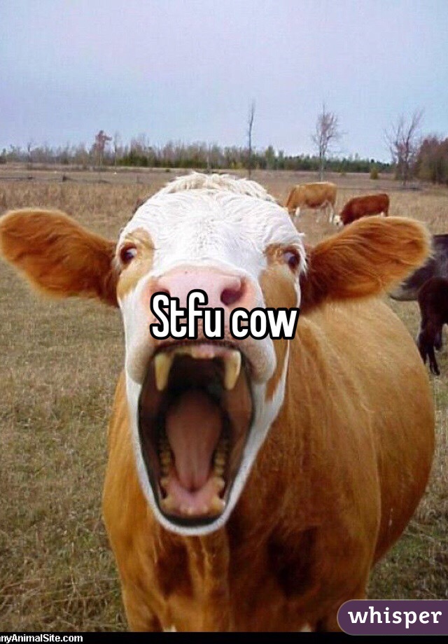 Stfu cow