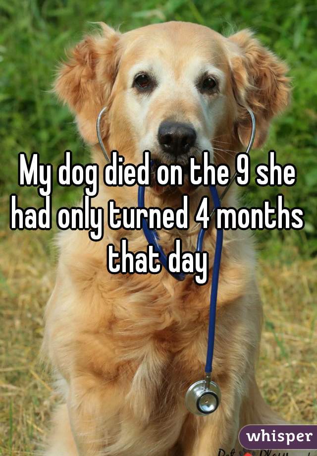 My dog died on the 9 she had only turned 4 months  that day 