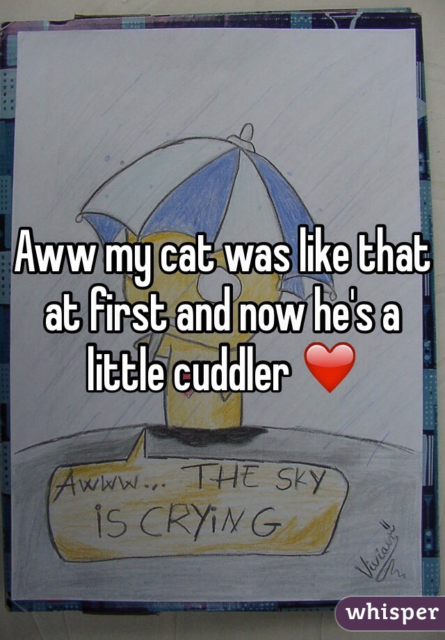 Aww my cat was like that at first and now he's a little cuddler ❤️