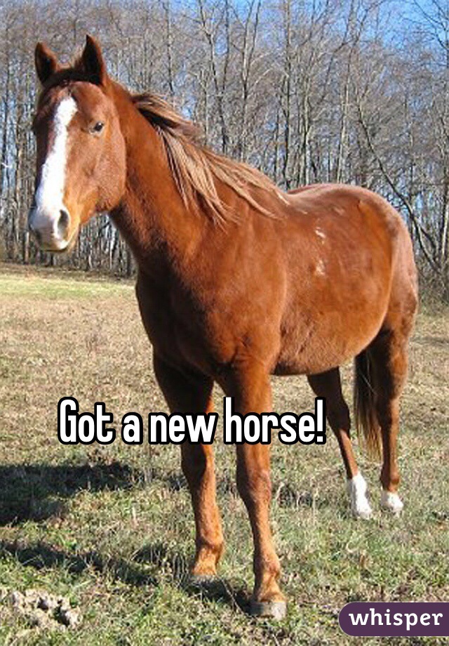 Got a new horse! 
