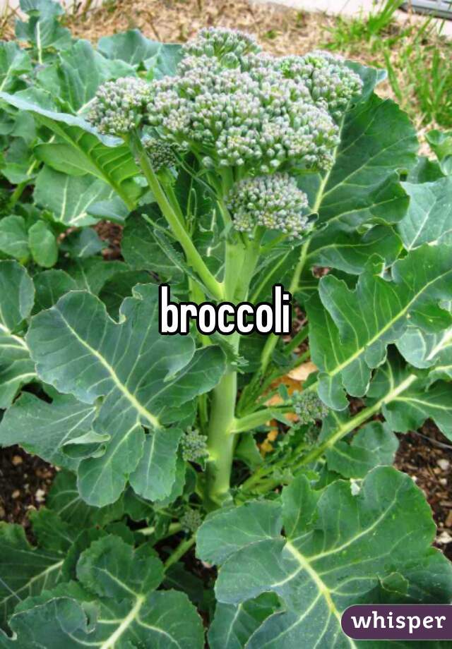 broccoli