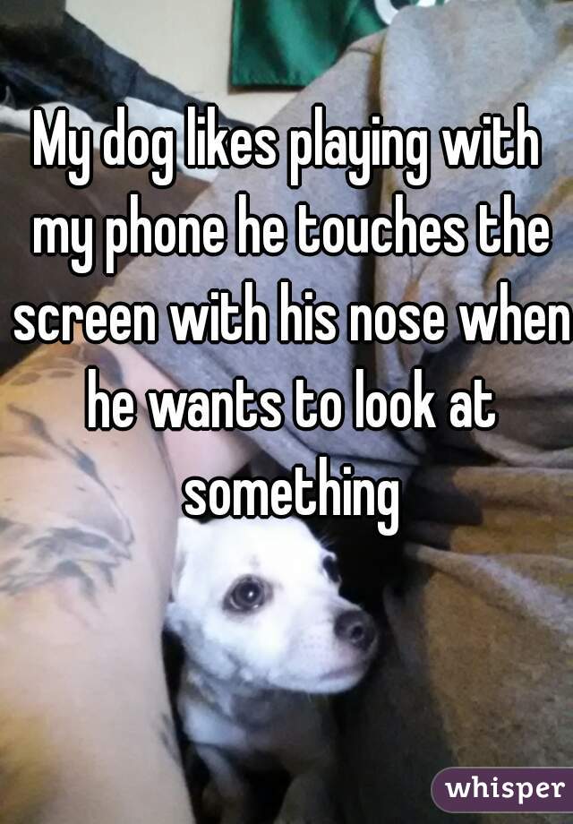 My dog likes playing with my phone he touches the screen with his nose when he wants to look at something