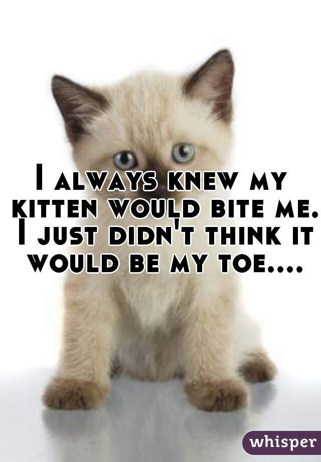 I always knew my kitten would bite me. I just didn't think it would be my toe....