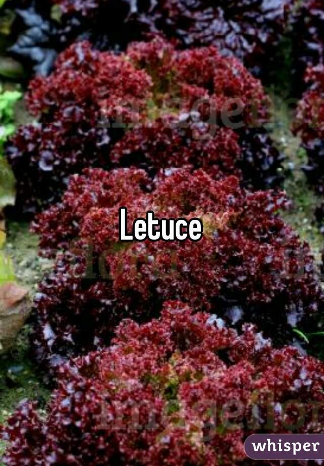 Letuce