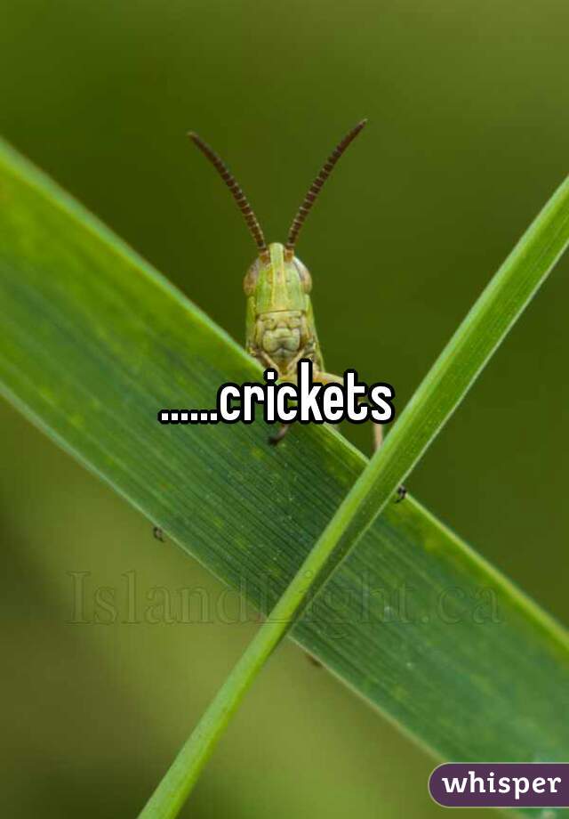 ......crickets 