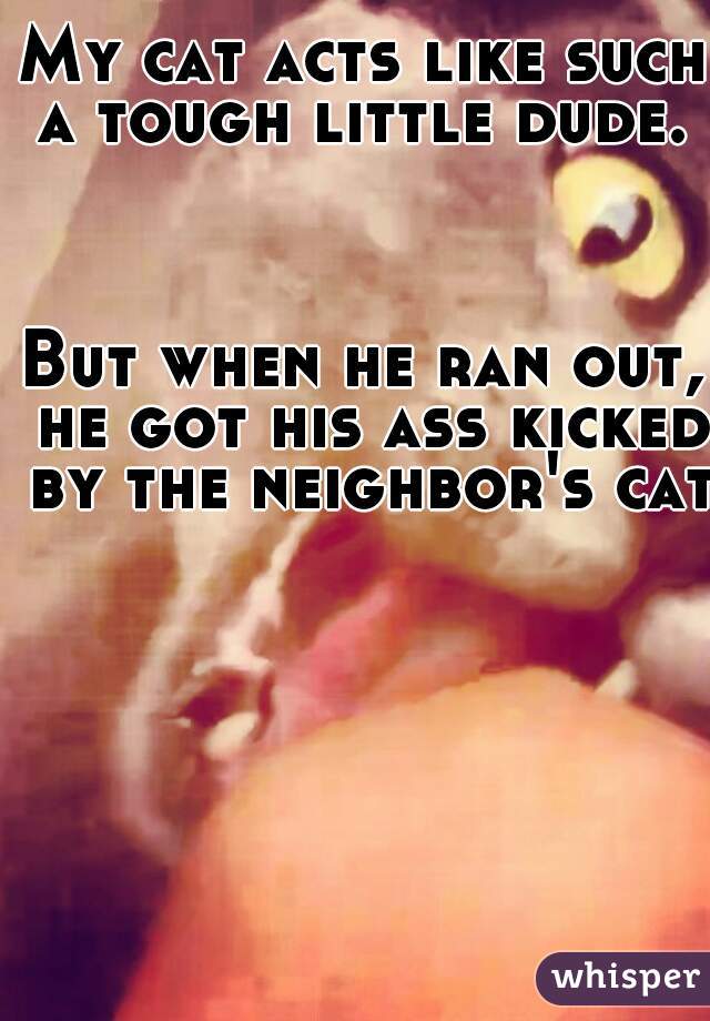 My cat acts like such a tough little dude. 



But when he ran out, he got his ass kicked by the neighbor's cat 