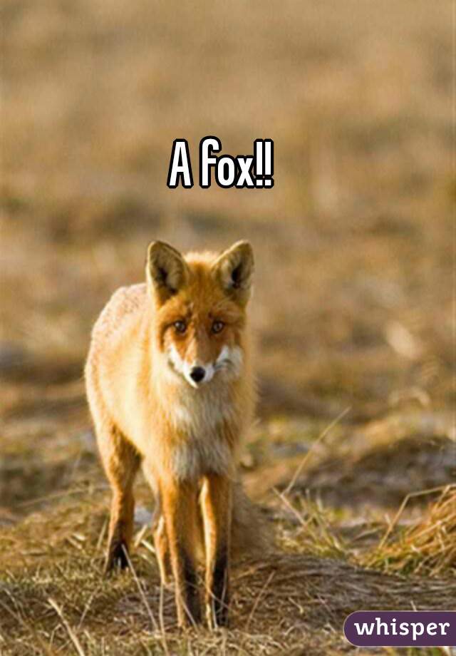 A fox!!