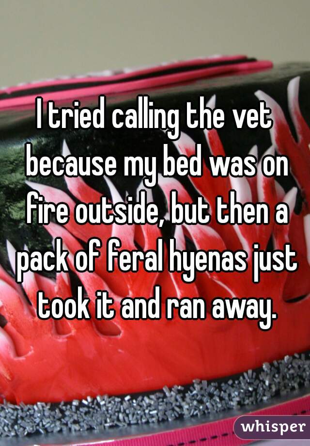 I tried calling the vet because my bed was on fire outside, but then a pack of feral hyenas just took it and ran away.