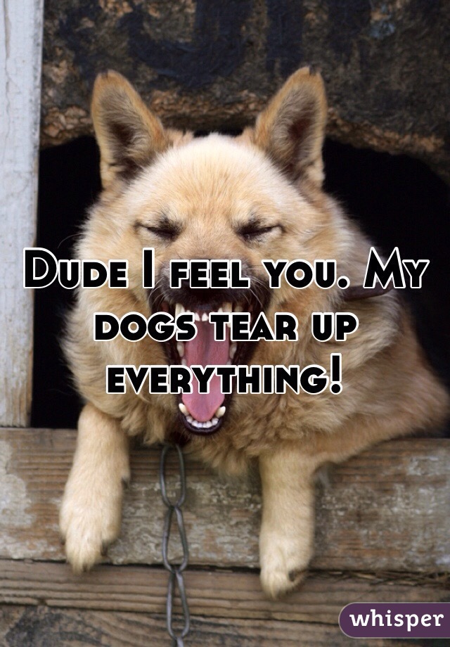 Dude I feel you. My dogs tear up everything! 