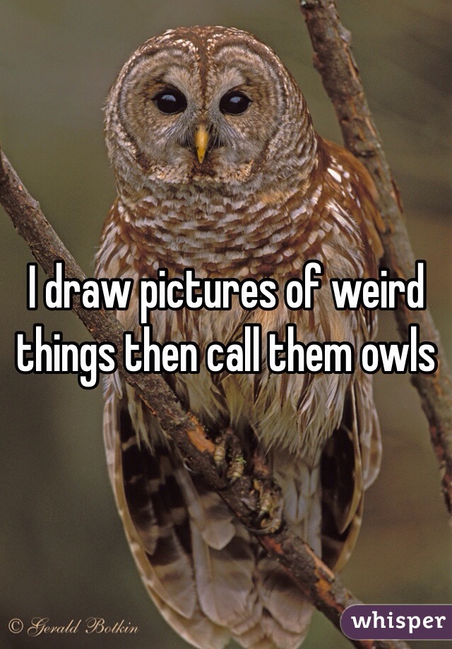 I draw pictures of weird things then call them owls