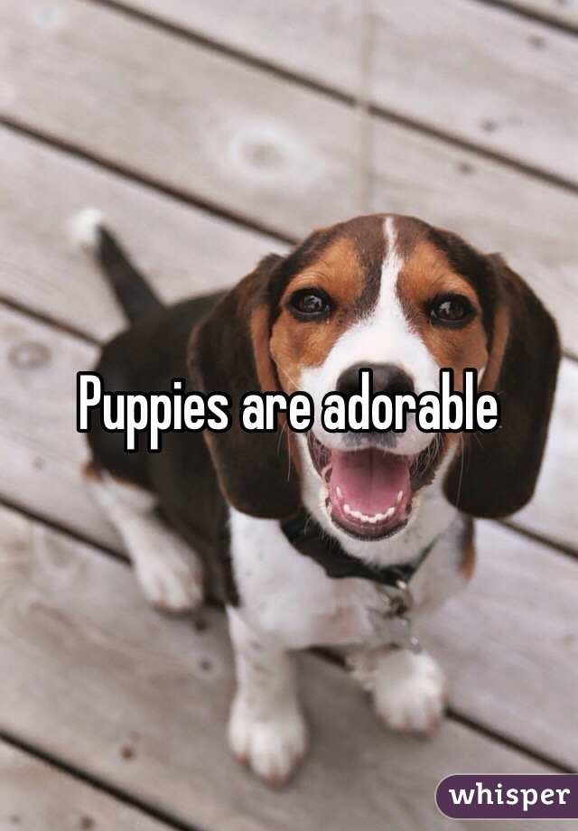 Puppies are adorable