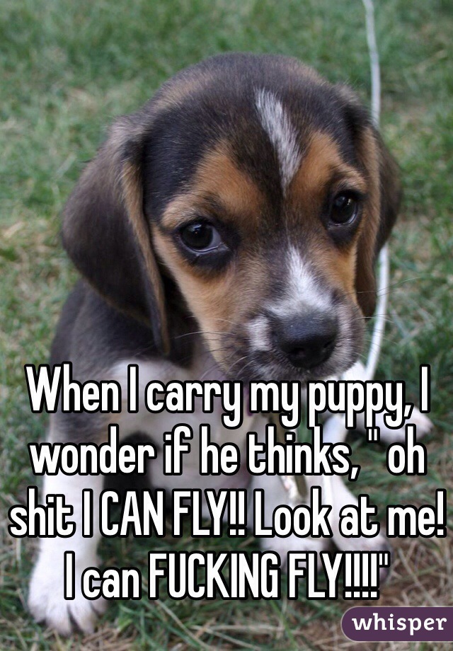 When I carry my puppy, I wonder if he thinks, " oh shit I CAN FLY!! Look at me! I can FUCKING FLY!!!!" 