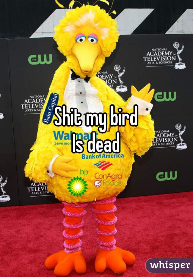 Shit my bird
Is dead