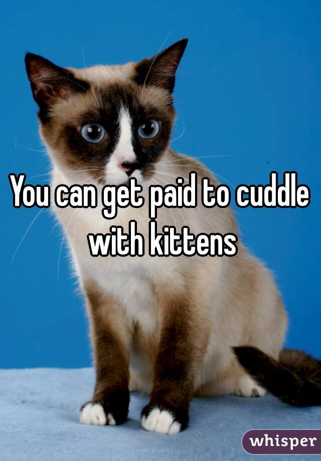 You can get paid to cuddle with kittens