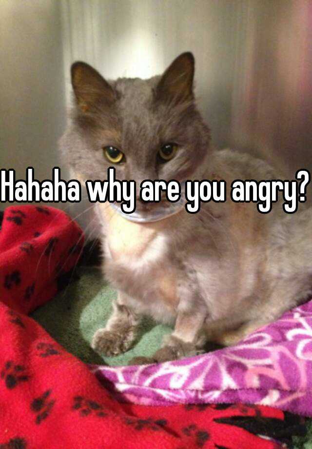 hahaha-why-are-you-angry