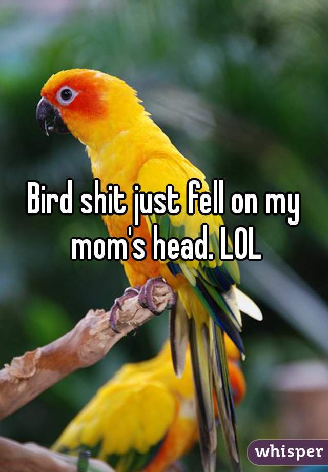 Bird shit just fell on my mom's head. LOL