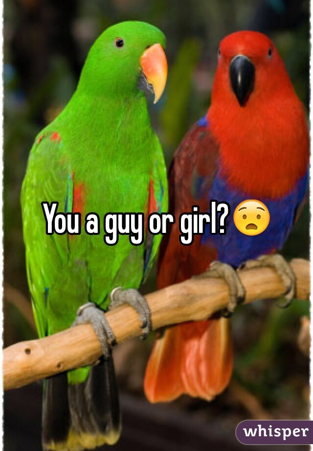 You a guy or girl?😧