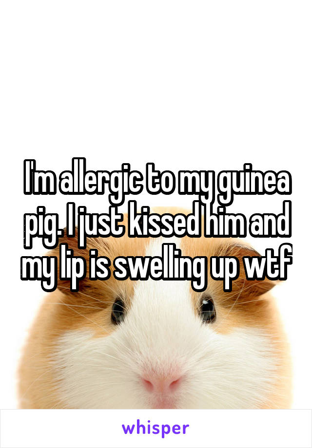 I'm allergic to my guinea pig. I just kissed him and my lip is swelling up wtf