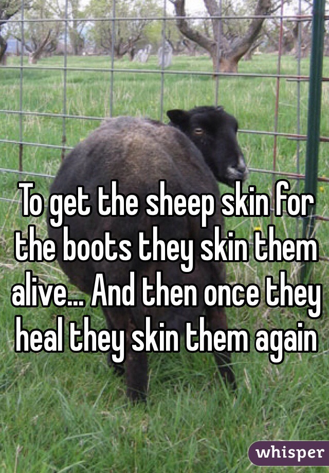 To get the sheep skin for the boots they skin them alive... And then once they heal they skin them again