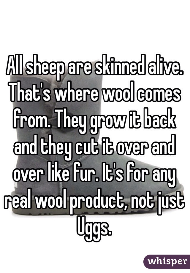 All sheep are skinned alive. That's where wool comes from. They grow it back and they cut it over and over like fur. It's for any real wool product, not just Uggs.