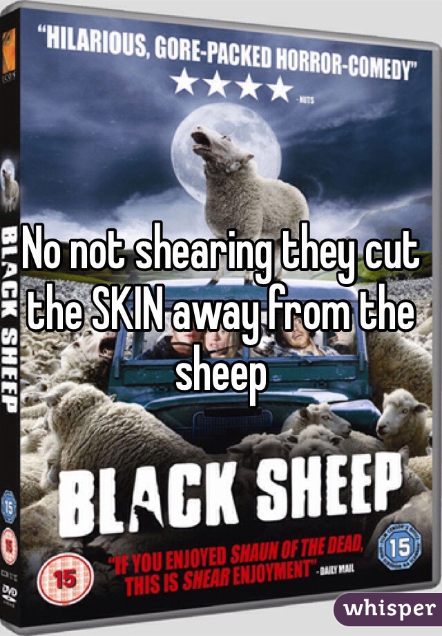 No not shearing they cut the SKIN away from the sheep