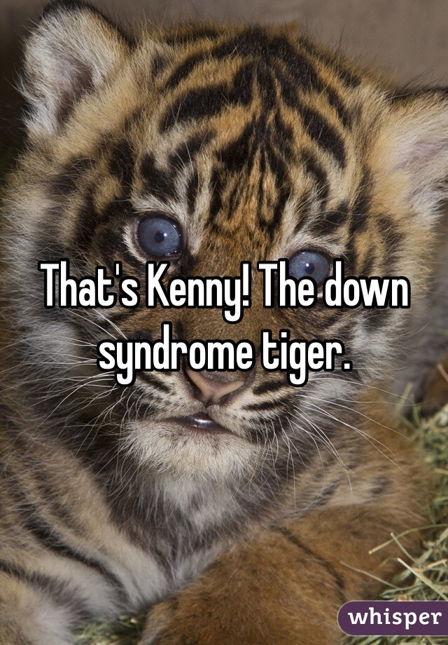 That's Kenny! The down syndrome tiger. 