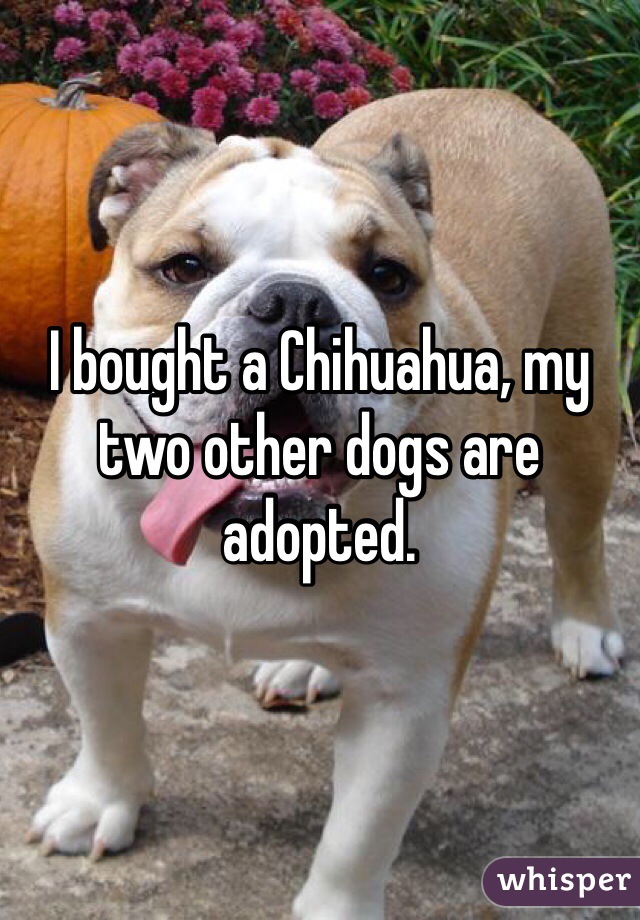 I bought a Chihuahua, my two other dogs are adopted. 