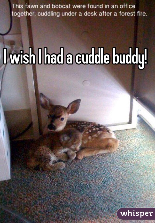 I wish I had a cuddle buddy!