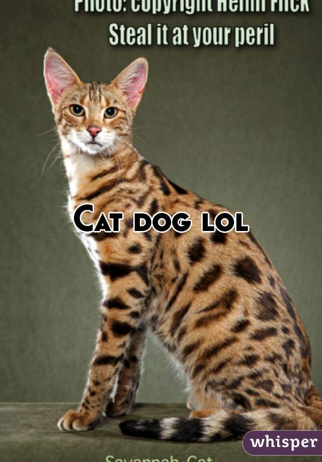 Cat dog lol