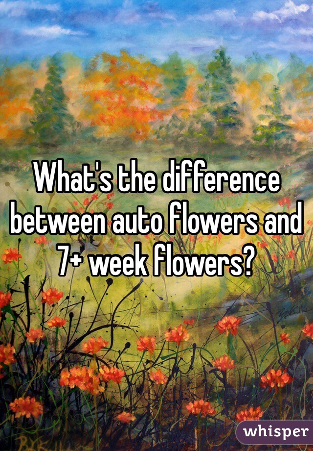 What's the difference between auto flowers and 7+ week flowers?
