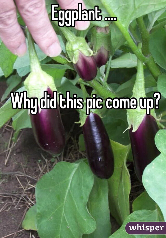 Eggplant ....



 Why did this pic come up?