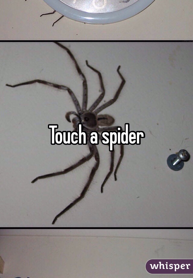 Touch a spider 