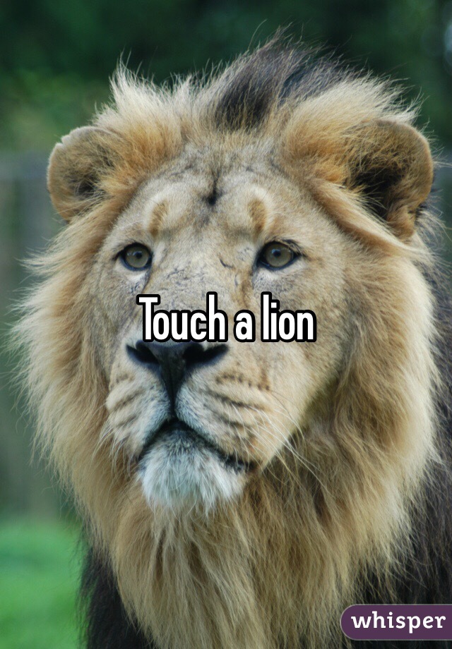 Touch a lion 