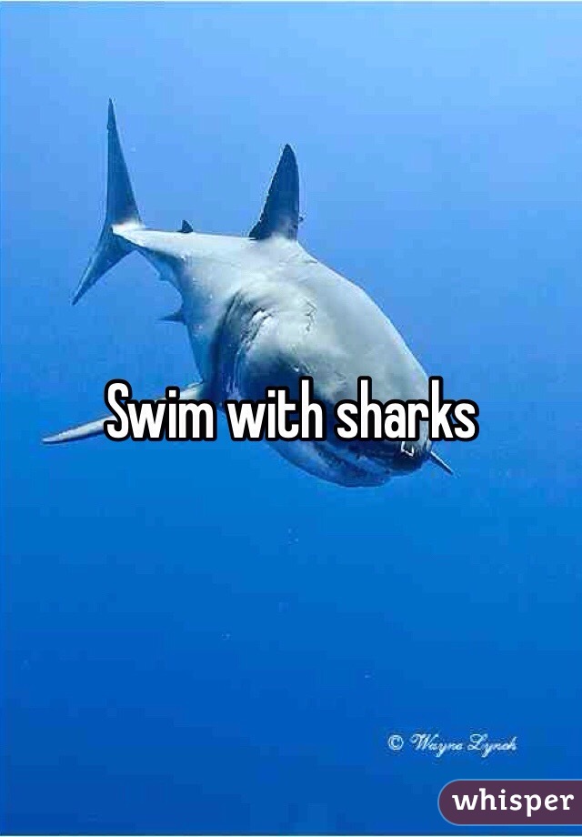 Swim with sharks