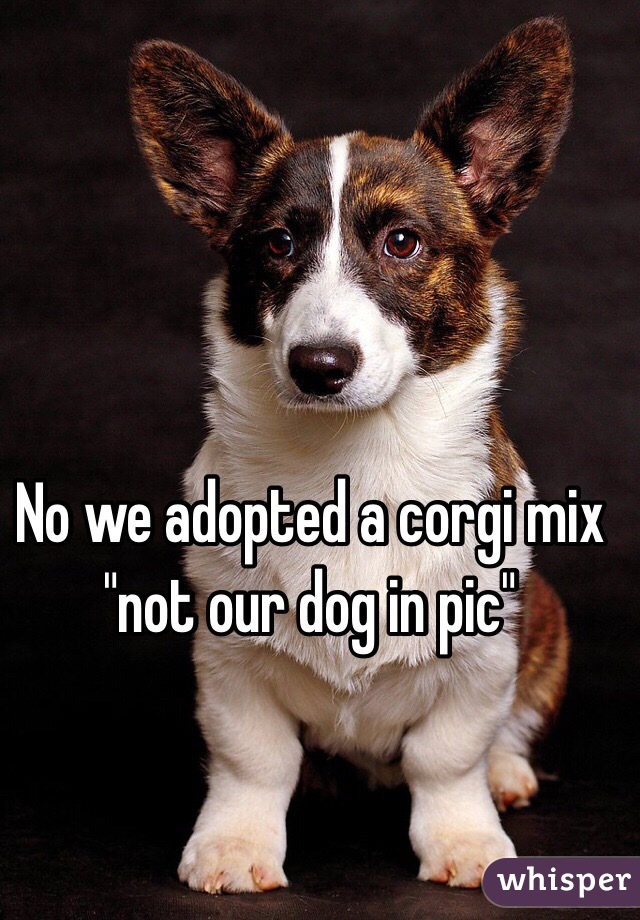 No we adopted a corgi mix 
"not our dog in pic"