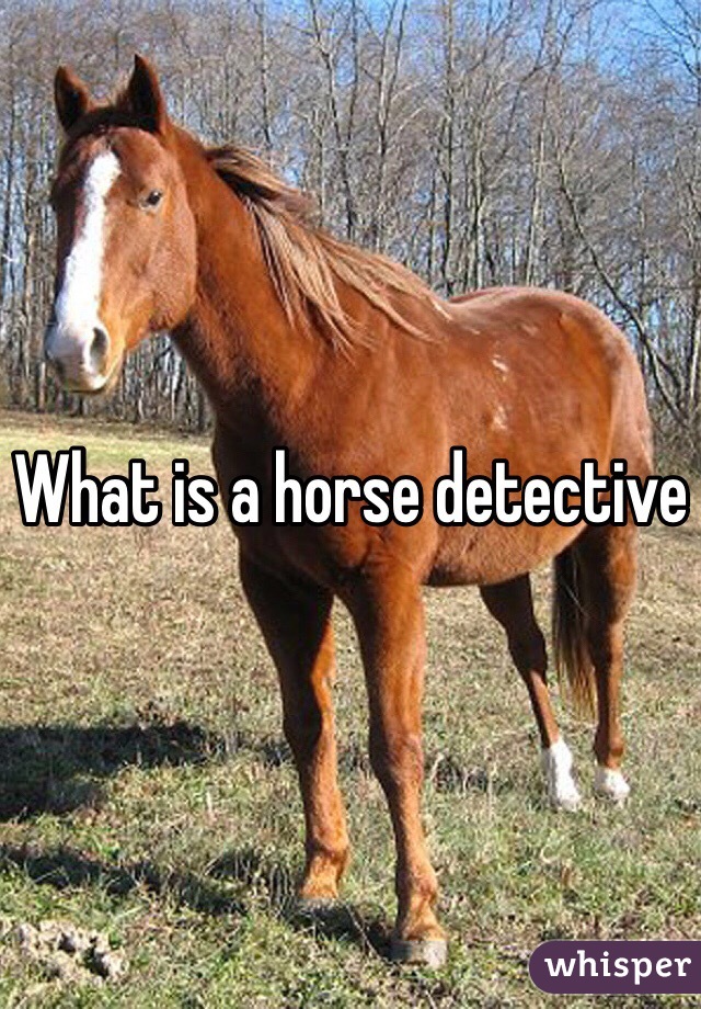 What is a horse detective 