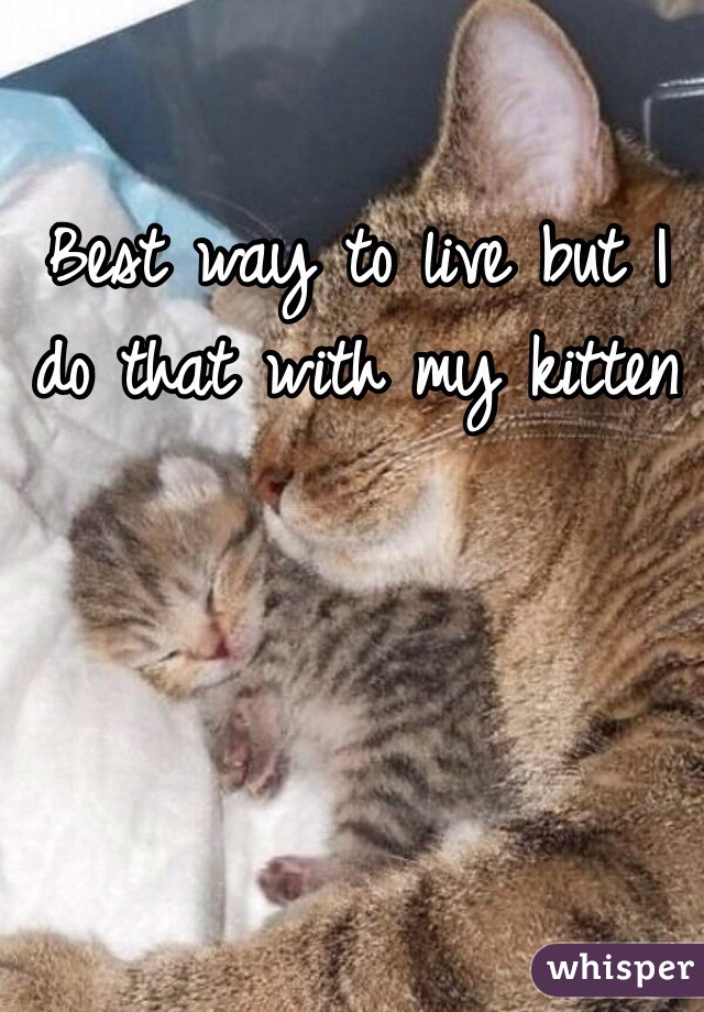 Best way to live but I do that with my kitten