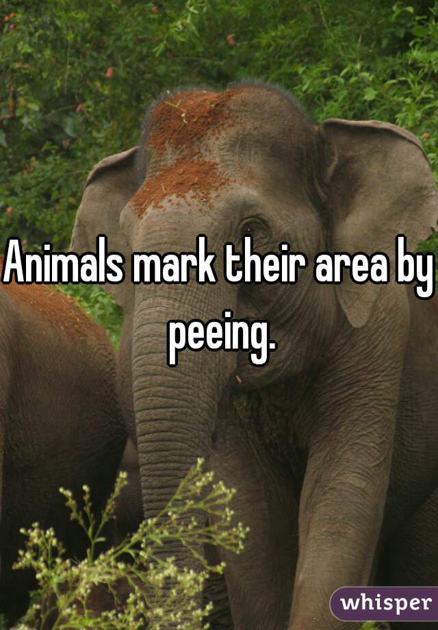 Animals mark their area by peeing.
