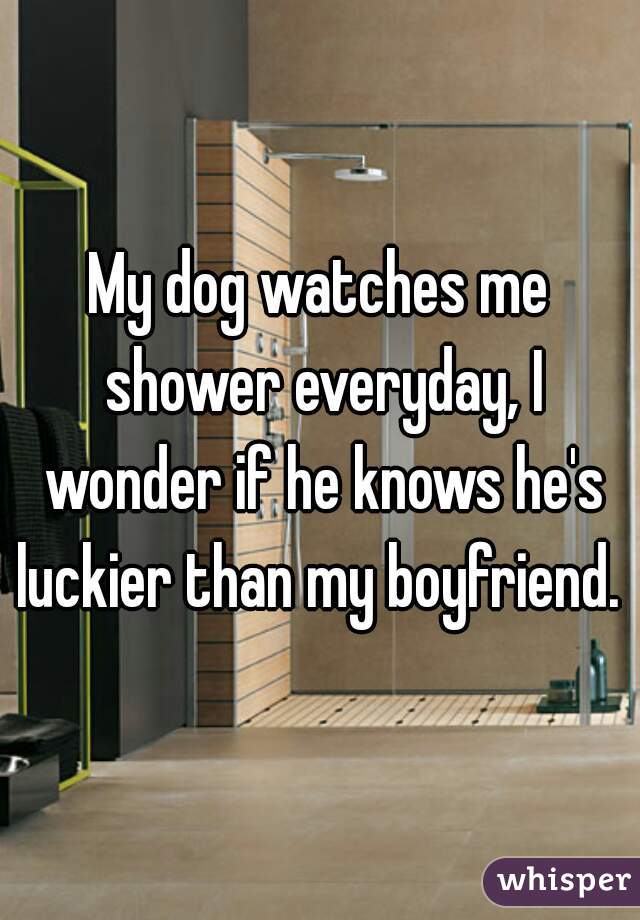 My dog watches me shower everyday, I wonder if he knows he's luckier than my boyfriend. 